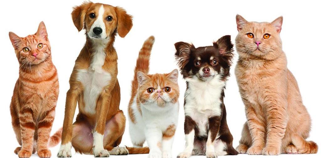 Доска объявлений о животных | ЗооТом - продажа, вязка и услуги для животных в Моршанске