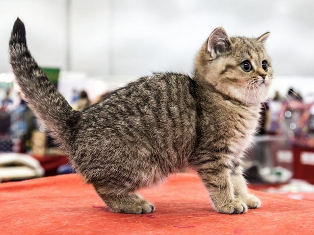 Породы кошек в Моршанске | ЗооТом портал о животных