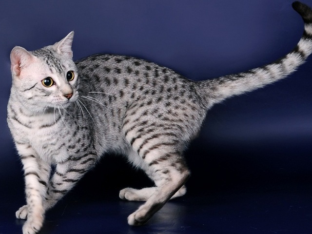 Породы кошек в Моршанске | ЗооТом портал о животных