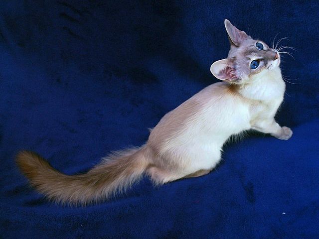Выведенные породы кошек в Моршанске | ЗооТом портал о животных