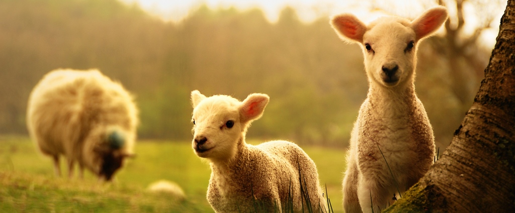 Объявления о сельскохозяйственных животных | ЗооТом - продажа, вязка и услуги для животных в Моршанске