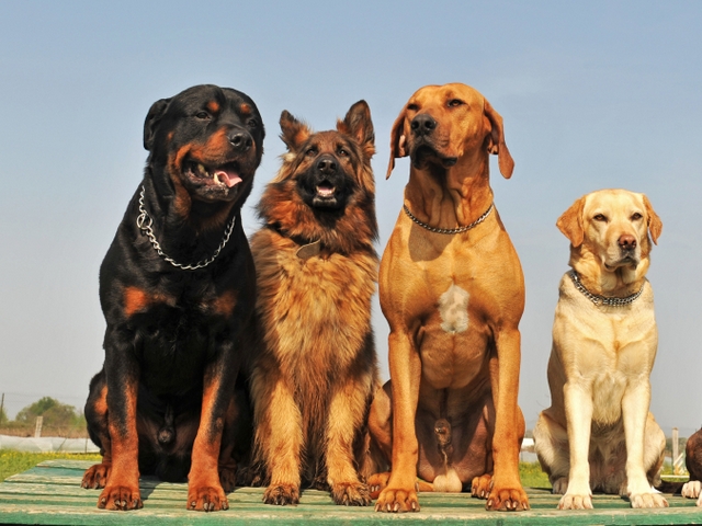 Крупные породы собак в Моршанске | ЗооТом портал о животных